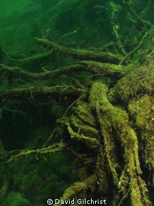 Root Study 1. I  find these to be an interesting 'still l... by David Gilchrist 